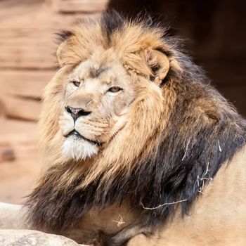 Lion, portrait of the king of beasts