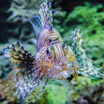 poisonous exotic zebra lion fish 