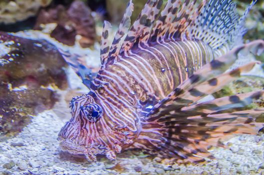 poisonous exotic zebra lion fish 