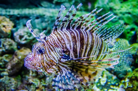 poisonous exotic zebra lion fish 