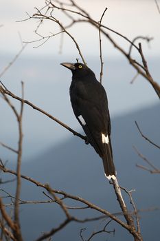 Bird on tree, Pied Currawong