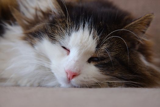 Cat laying on the couch