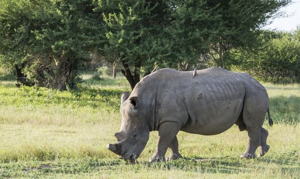 white rhino one of the big 5 animals at the kruger national park in south africa with birds on his back