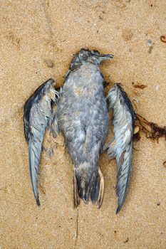Dead seagull lying in the sand