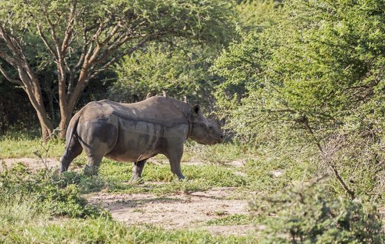 black rhino one of the big 5 animals at the kruger national park in south africa