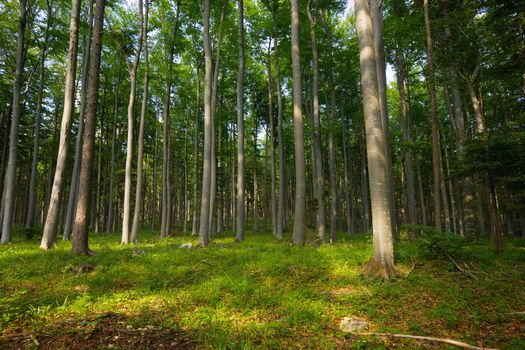 Forest detail with tall pine trees