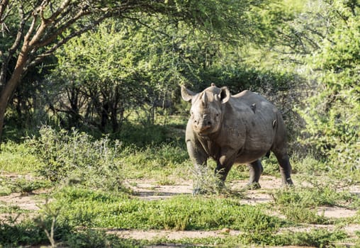 black rhino one of the big 5 animals at the kruger national park in south africa