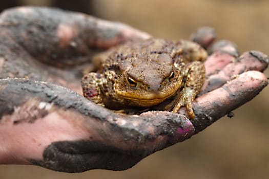 Big common toad in human hand