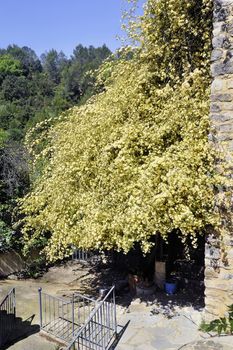 stone house in the Cevennes with a huge rose Banks