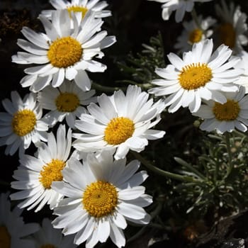 Close up on white rhodanthemum, moroccan daisy (rhodanthemum hosmariense)