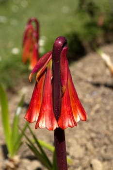 Close up on red cyrtanthus falcatus flowers and ground