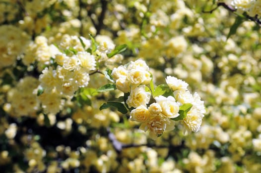 Huge Banks rose with yellow flowers close up