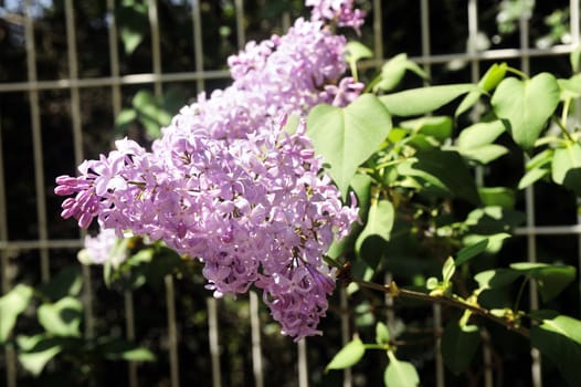 Lilac flowers in a garden close up