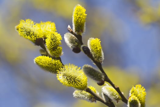 
Willow branches with fluffy yellow flowers.