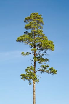 Tall tree standing against blue sky