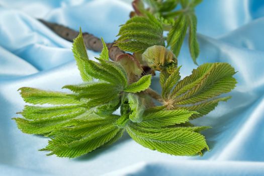 Green young leaves on a chestnut branch. Are presented on a blue background.