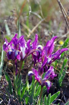 Close-up of violet wild iris