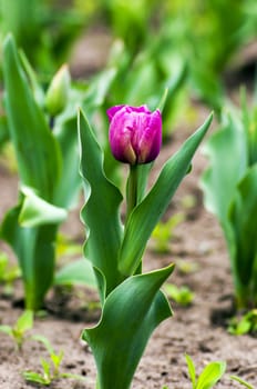 Spring background with tulips