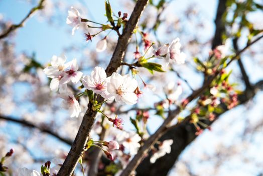 Cherry blossom or Sakura in a park of Japan