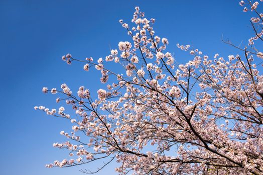 Cherry blossom or Sakura in a park of Japan