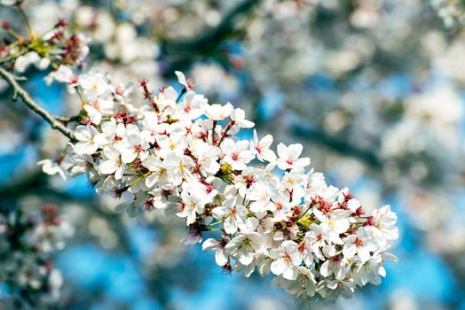 Cherry blossom or Sakura in a park of Japan