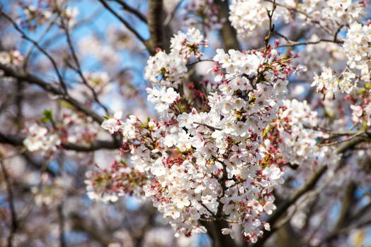 Cherry blossom or Sakura in a park of Japan