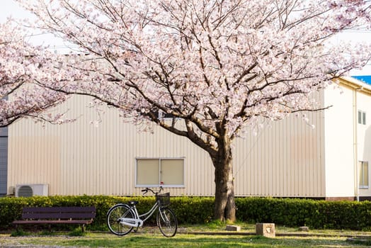 cherry blossom (Sakura) and a bench in a park of Japan