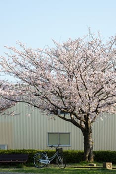 cherry blossom (Sakura) and a bench in a park of Japan