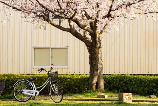 cherry blossom (Sakura) and bike in a park of Japan