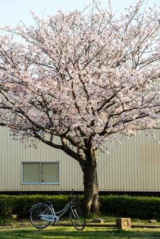 cherry blossom (Sakura) and bike in a park of Japan