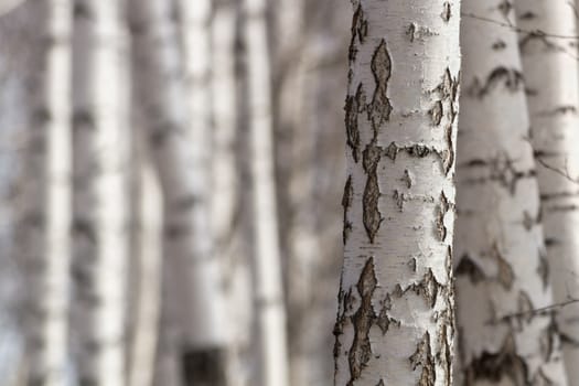 white birch trunk on blurred background