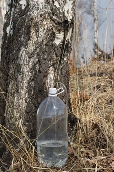 Gathering of birch sap in a spring wood