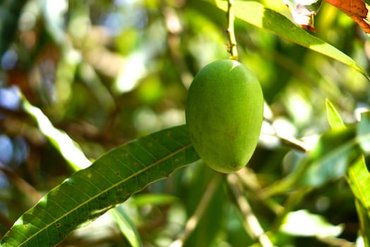 wild mango in tropical forest,shallow focus