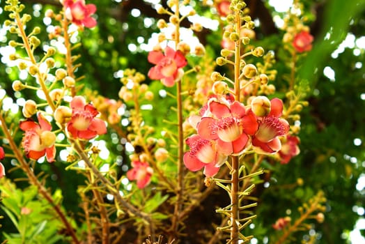 flowers of cannon ball tree in temple,shallow focus,Thailand