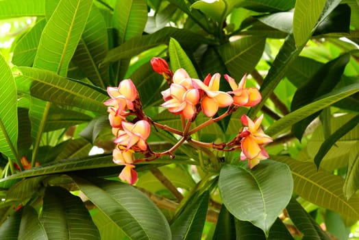 yellow pink plumeria flowers at temple
