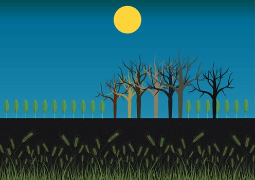Field at night