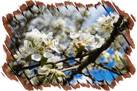 Fruit tree blossoms frame - spring beginning