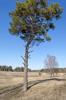Lonely pine tree on a hill, sunny spring day
