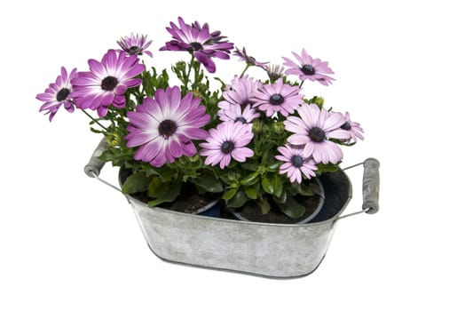 metal pot with spanish daisy isolated on white background