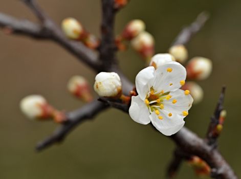 background blackthorn twigs with white flower an buds