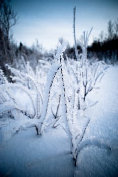 Frozen plants