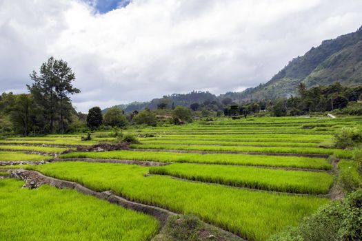 Rice Terraces of Samosir Island, North Sumatra, Indonesia.