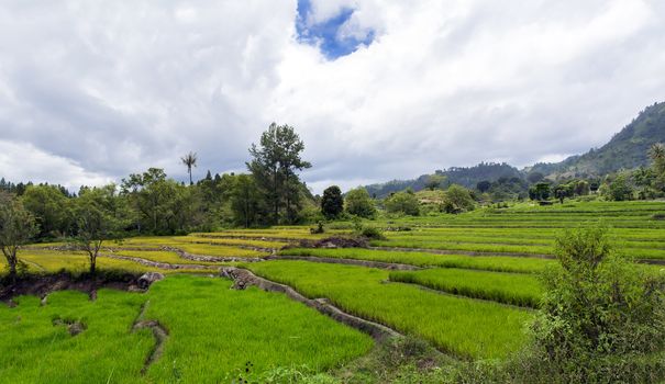 Rice Terraces in Mountain of Samosir Island, North Sumatra, Indonesia.