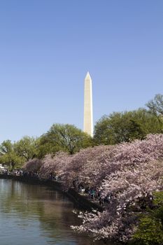 Washington Monument in Washington D.C. with cherry blossoms 