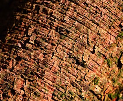 abstract background or texture with green brown tree bark