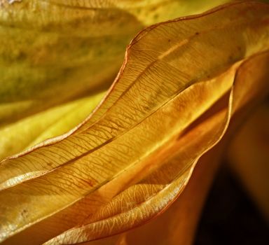 background or texture veil yellow orange leaf