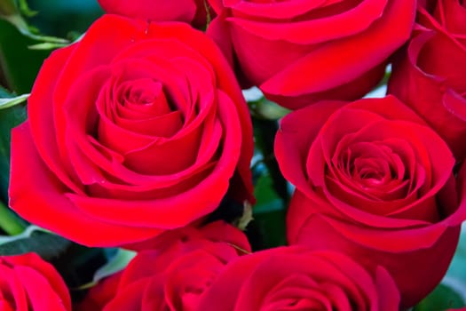 Photo with beautiful red roses in market