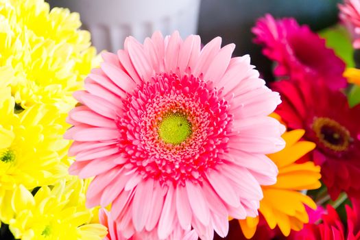 Photo with beautiful pink chrysanthemum in market