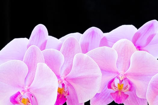 Photo of beautiful purple orchid on black