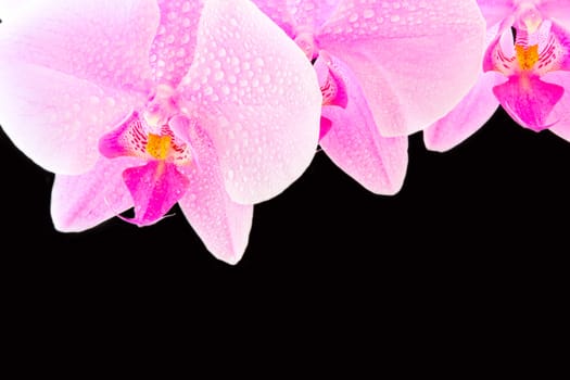 Photo of beautiful purple orchid on black background